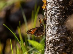 Fotowalk Tennengebirge - Trontal - Streitmandl - Griesscharte